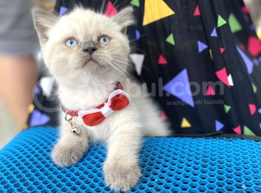 Aaaa+Show Kali̇te Yavrularim Kar Beyazi görsel