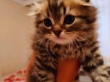Safkan Scottish Fold Long Hair Orijinal Yavrular
