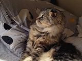 Safkan Scottish Fold Long Hair Orijinal Yavrular