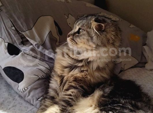 Safkan Scottish Fold Long Hair Orijinal Yavrular görsel