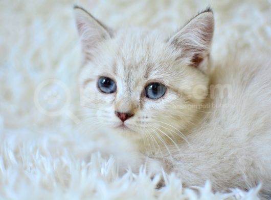 Şampi̇yon Soyundan Lynx Bri̇ti̇sh Shorthai̇r