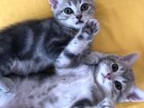 Çok Uyguna Scotti̇sh Ve Bri̇ti̇sh Si̇lver Yavrular