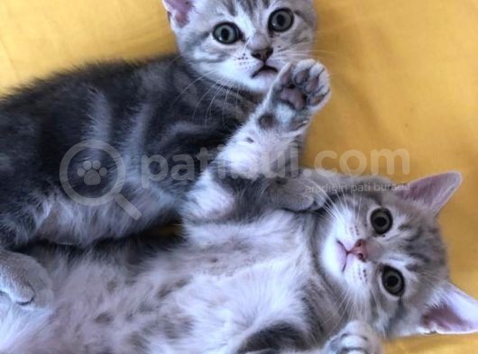 Çok Uyguna Scotti̇sh Ve Bri̇ti̇sh Si̇lver Yavrular görsel