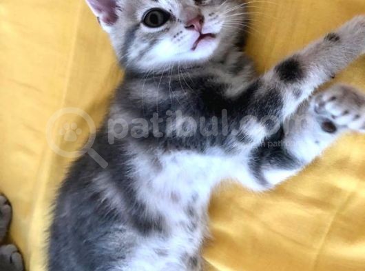 Çok Uyguna Scotti̇sh Ve Bri̇ti̇sh Si̇lver Yavrular görsel