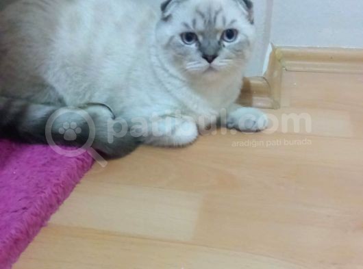 Yakişikli Pasha görsel