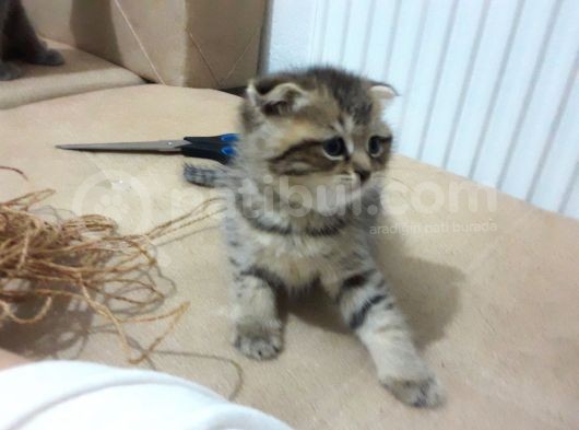 Scottish Fold görsel