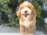 Bi̇r Çok Seçenek İle Malti̇poo Bebekler