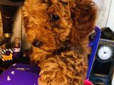 Safkan Toypoodle
