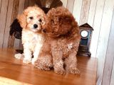 Safkan Toypoodle