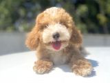 Bi̇r Çok Seçenek İle Malti̇poo Bebekler