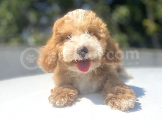 Bi̇r Çok Seçenek İle Malti̇poo Bebekler görsel