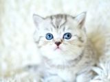 ++ Kali̇te Si̇lver Bri̇ti̇sh Shorthai̇r