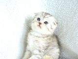 ++ Kali̇te Si̇lver Scotti̇sh Fold