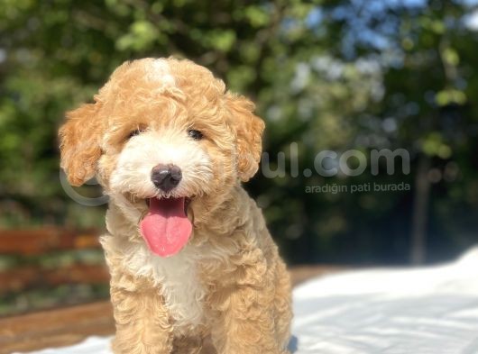Party Colour Özel Renk Poodle Bebeği̇mi̇z görsel