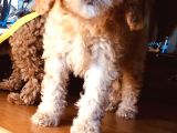 Safkan Toypoodle