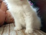 Yavru Kedi Beyaz British Scottish Long Hair