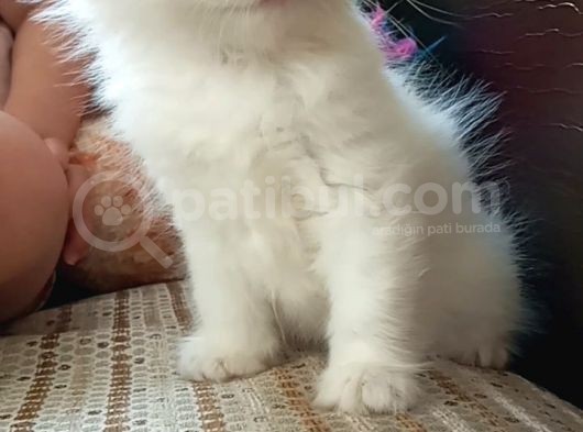 Yavru Kedi Beyaz British Scottish Long Hair görsel