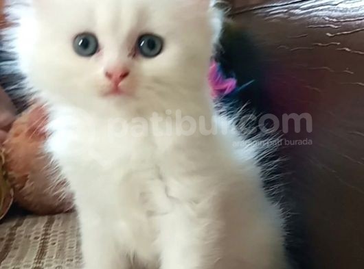 Yavru Kedi Beyaz British Scottish Long Hair