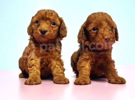Resmi̇ Üreti̇ci̇den Red Toy Poodle Yavrular görsel