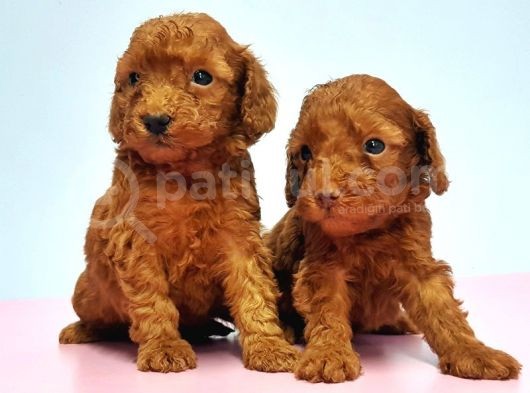 Resmi̇ Üreti̇ci̇den Red Toy Poodle Yavrular görsel