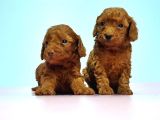 Resmi̇ Üreti̇ci̇den Red Toy Poodle Yavrular