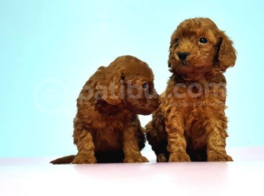 Resmi̇ Üreti̇ci̇den Red Toy Poodle Yavrular görsel