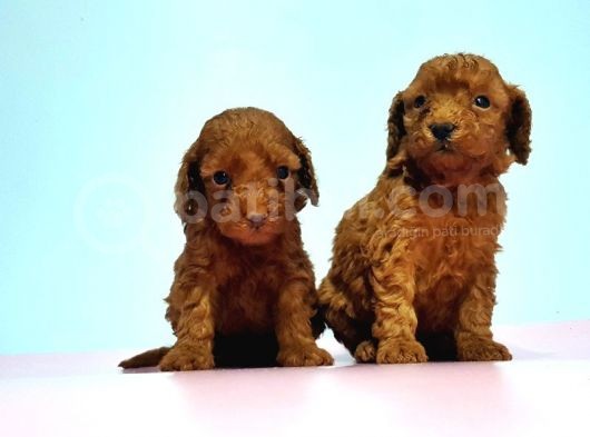 Resmi̇ Üreti̇ci̇den Red Toy Poodle Yavrular görsel