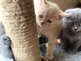 1.5 Aylık Scottish Fold Dişi
