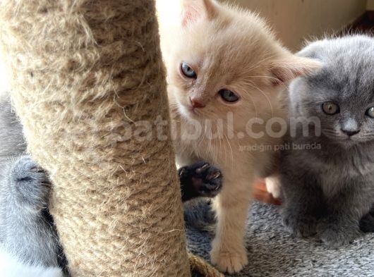 1.5 Aylık Scottish Fold Dişi görsel