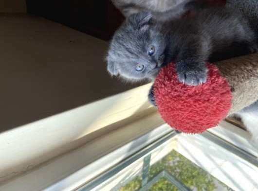 1.5 Aylık Scottish Fold Dişi görsel
