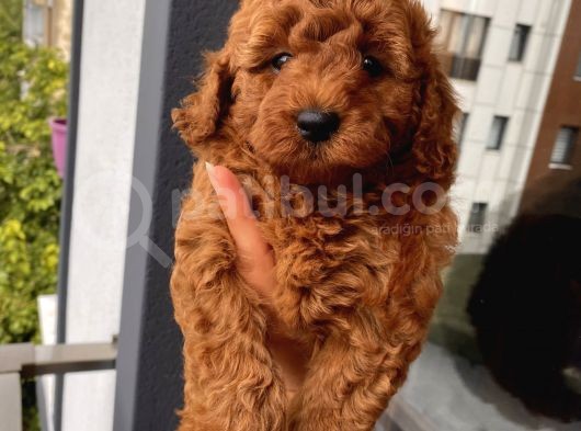 Birbirlerinden Sevimli Toypoodle Bebekler görsel