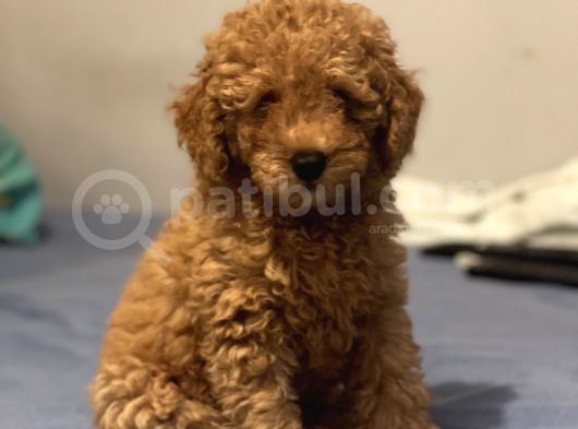 Safkan Red Toy Poodle Erkek Yavrumuz görsel