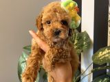 Sağlık Ve Ömür Boyu Irk Garantili Toypoodle Yavrular