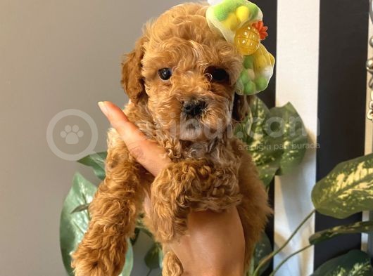 Sağlık Ve Ömür Boyu Irk Garantili Toypoodle Yavrular görsel