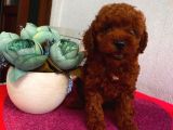 Birbirlerinden Sevimli Toypoodle Bebekler