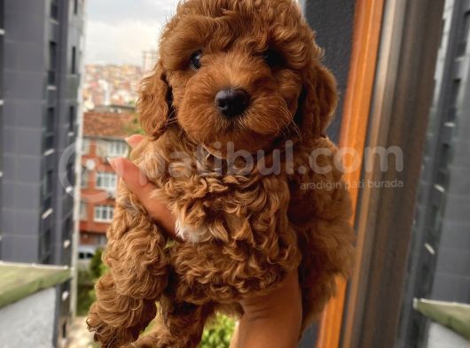 Birbirlerinden Sevimli Toypoodle Bebekler görsel
