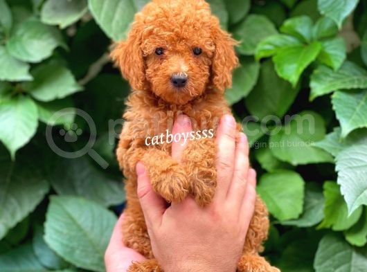 Muhteşem Red Toy Poodle Erkek Yavrularımız