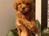 Mükemmel Toypoodle Yavrular