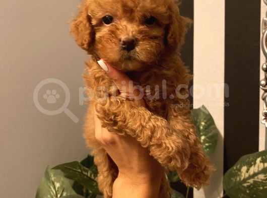 Mükemmel Toypoodle Yavrular görsel