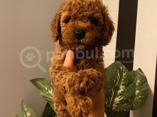 Sağlık Ve Ömür Boyu Irk Garantili Toypoodle Yavrular görsel
