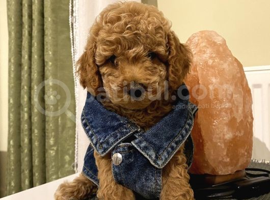 Mükemmel Toypoodle Yavrular görsel