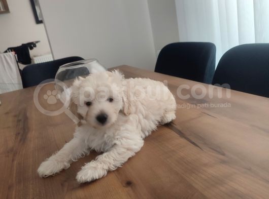 Malti̇po Ponponlar görsel