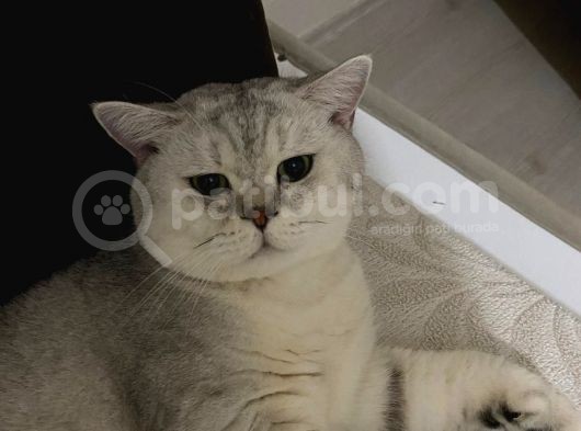 2 Yaşlarında Erkek Silver Point Tırmalamaz Koku Bırakmaz görsel