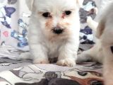 Maltese Yavru (Bursa Köpek Okulu)