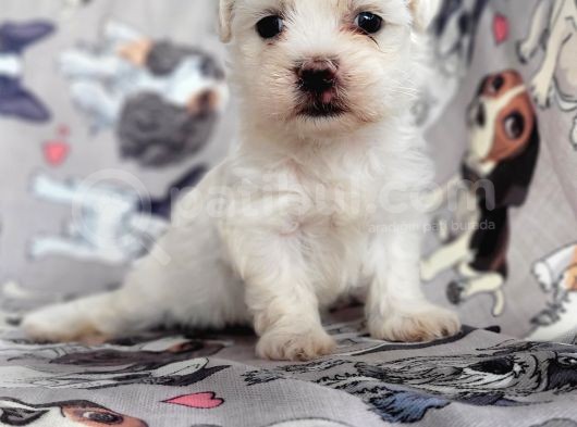 Maltese Yavru (Bursa Köpek Okulu) görsel