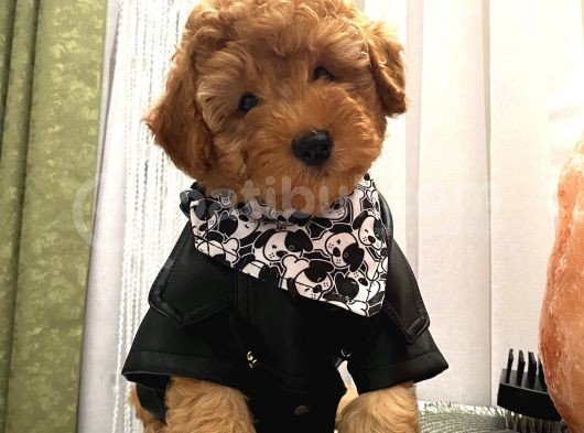 En Mükemmel Toypoodle Bebekler görsel