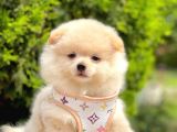 Safkan Pomeranian Boo Yavrularımız