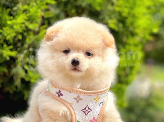 Safkan Pomeranian Boo Yavrularımız görsel