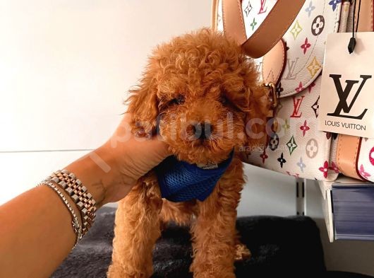 Orji̇nal Poodle Yavrular görsel