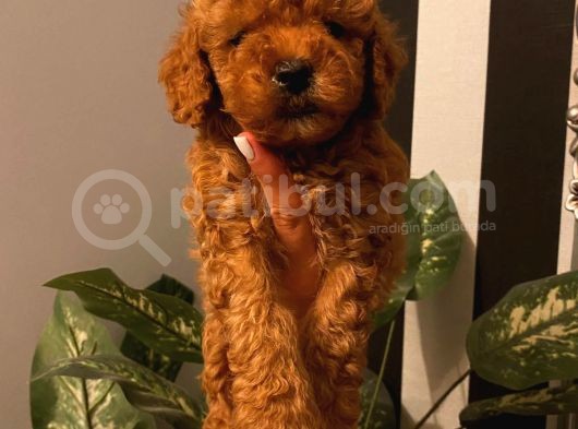 En Mükemmel Toypoodle Bebekler görsel